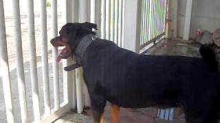 rottweiler barking at pigeons [upl. by Linoel]