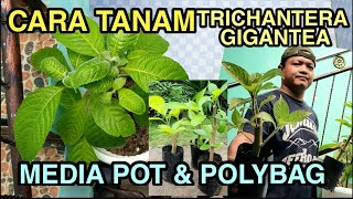 90 CARA TANAM TRICHANTHERA GIGANTEA MEDIA POT DAN POLYBAG  PAKAN ALTERNATIF TERNAK KELINCI DLL [upl. by Annohsed346]