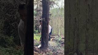 I am serious about cutting treeschainsaws hardwaretoolsviralvideo foryou [upl. by Atenik]