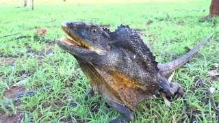 Frilled neck Lizard Chillagoe [upl. by Audette]