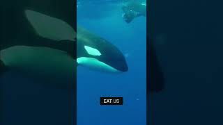 Why Don’t Killer Whales Attack Humans [upl. by Tadio]