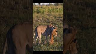 Playtime with Mom Lion Cubs and Their Lioness [upl. by Nosam]