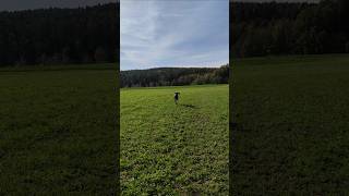 Jagdhund bei der Arbeit Running Dog [upl. by Blondy224]