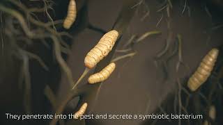 How do beneficial nematodes work  Plant protection with nematodes  enema [upl. by Cusack]