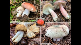 Top 10 der häufigsten Täublinge aus dem Pilzjahr 2019  Russula [upl. by Beard]