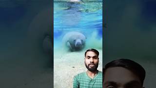 Its A Sea Cow shortvideos amazingfacts animals trendingshorts [upl. by Nessy694]