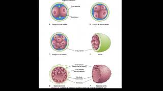 Clivagem e Formação Blastocisto [upl. by Odranoel]
