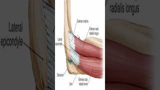 Anatomy Extensor Carpi Radialis Brevis ECRB shorts [upl. by Sharia]