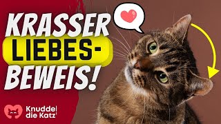 10 kuriose Arten deiner Katze dir ihre Zuneigung zu zeigen [upl. by Guarino]