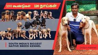 ராஜபாளையம் கன்னி சிப்பிப்பாறை கோம்பை dogs and puppies for sale  Kennels in tamilnadu native breeds [upl. by Lehcar]