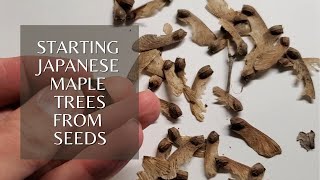 Growing Japanese Maple Trees from seed Stratification [upl. by Shatzer]