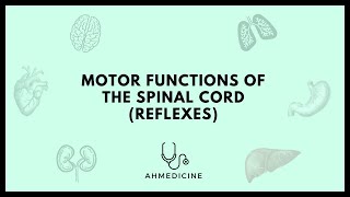 Motor functions of the spinal cord Reflexes [upl. by Noneek]