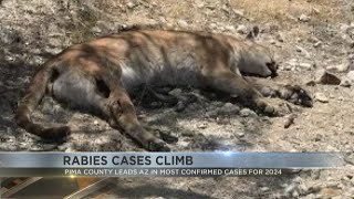 Pima County leads the state with most confirmed rabies cases so far in 2024 [upl. by Clementas]