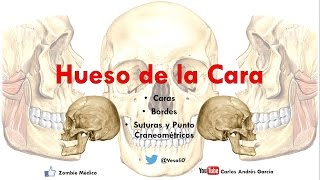 Anatomía  Huesos de la Cara Malar Cornete Inferior Palatino Huesos Propios de la Nariz Vómer [upl. by Eki]