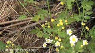 Feverfew herb Tanacetum parthenium [upl. by Gurias]