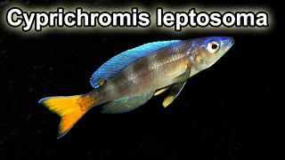 Cyprichromis Leptosoma Mpimbwe quotTricolorquot F0Wild Caught Québec Cichlidés [upl. by Attenborough]