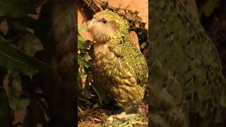 Wildlife Photography Kakapo wildlifephotography [upl. by Gipps713]