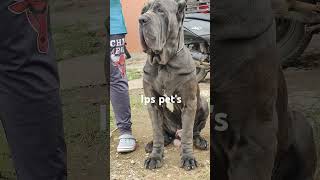 Neo Mastiff Puppies 9036941311 [upl. by Notnad]