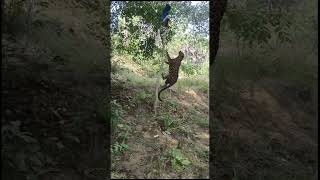 Open tiger 🐅 attack in jangle man my village attacked ytshorts animals tiger [upl. by Hailee182]