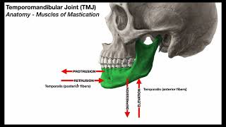 Temporomandibular Joint 😲 Mastication Muscles [upl. by Olumor771]