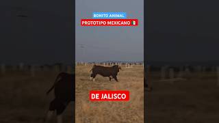 CALIDAD MEXICANA crianzadeganado simmental fleckvieh toros torete ganado mexico jalisco [upl. by Ymassej]