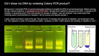 How to avoid shearing of DNA and Smearing of bands [upl. by Holle]