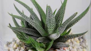 Haworthia fasciata quotConcolor Zebra Plantquot [upl. by Kasevich82]