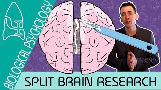 Split Brain Research  Biological Psychology  Biological Psychology AQA ALevel [upl. by Brunk]