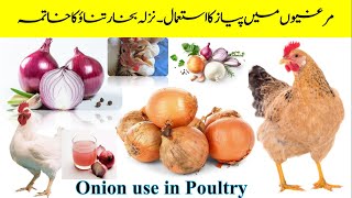 Use of Onion For Chickens  Antioxidant Antiinflammatory and Prebiotic For Poultry  Treatment [upl. by Hearsh895]