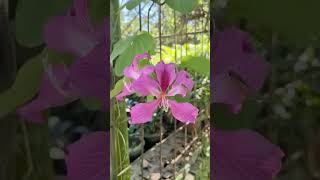 Bauhinia flower blooming Kanchan bauhinia pinkflower nature naturalflowers flowerbeauty [upl. by Aizahs349]