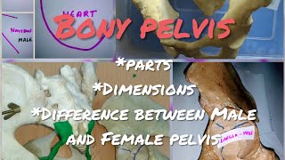 Bony pelvis [upl. by Ecitnerp]