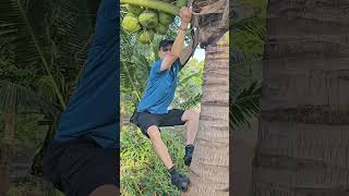 This is how I climbed coconut trees but [upl. by Ical]