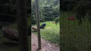 Peacock shortvideo viralvideo peacock nature birds [upl. by Dam]