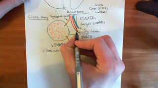 Botulinum Toxin Mechanism Part 1 [upl. by Penrose]