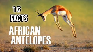 African Antelope Interesting And Amazing Facts About Antelope [upl. by Odrarebe384]