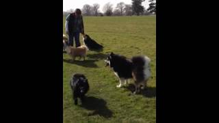 Finnish Lapphund amp German Spitz having great fun [upl. by Anaek803]