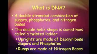 DNA Structure amp Function Lecture [upl. by Yanad]