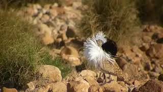 Houbara bustard display [upl. by Julee]