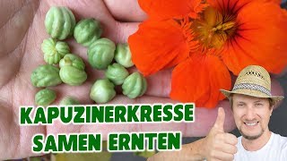 Kapuzinerkresse Samen ernten 😃 Vermehren amp Saatgut gewinnen [upl. by Ylrbmik917]