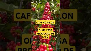 Safra 2024 Clone Z13  Café Conilon  Café Robusta caféconilon cafeicultores agro agricultura [upl. by Ahsikat345]