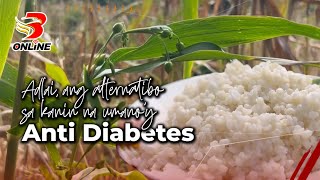 Adlai ang alternatibo sa kanin na umano’y anti diabetes BrigadaLife BrigadaPH [upl. by Nirat16]