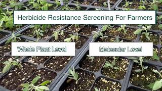 Herbicide Resistance Testing Can Be Hard to Find Here’s What Montana State Offers [upl. by Sualokin]