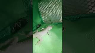 Leopard Gecko Drop Its Tail [upl. by Tiphani]