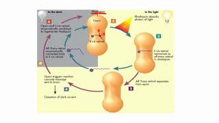 Cisretinal to Transretinal in Rhodophsin  Visual Phototransduction [upl. by Einalem]