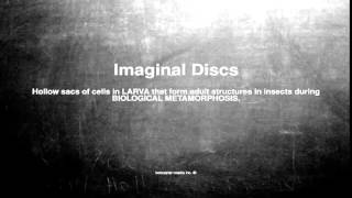 Medical vocabulary What does Imaginal Discs mean [upl. by Procter271]