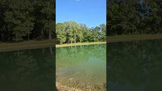 You Killing Me Smalls Fly Fishing one of my favorite ponds alabama flyfishing bluegill [upl. by Joanne]