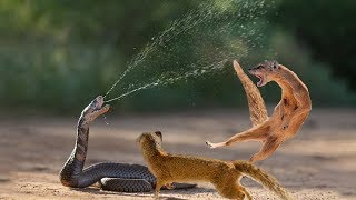 Snake King Cobra Vs Mongoose Real Fight Big Battle In The Desert  Most Amazing Attack of Animals [upl. by Eemia]