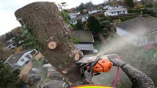 Stromberg Ein Baum mit tollen Besitzern Baumfällung nach der SKT [upl. by Accebor]