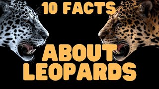 10 Facts About Leopards [upl. by Swec756]