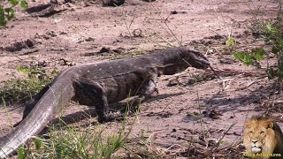 Watch The Biggest Water Monitor Lizard In Action [upl. by Yobybab]